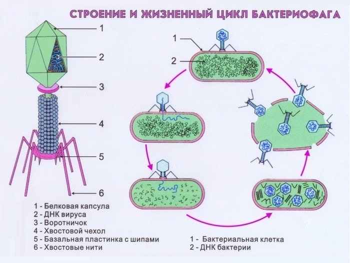 Чем опасна клебсиелла в моче при беременности