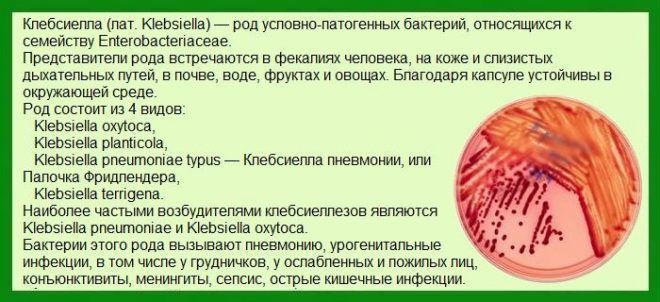 Клебсиелла