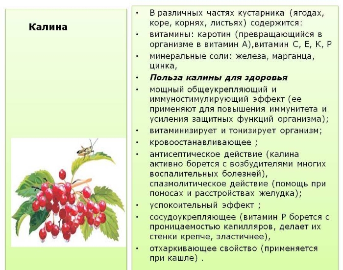 Польза калины