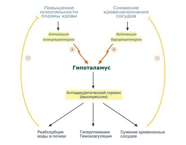 Действие вазопрессина на почки