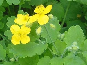 чистотел чистотел