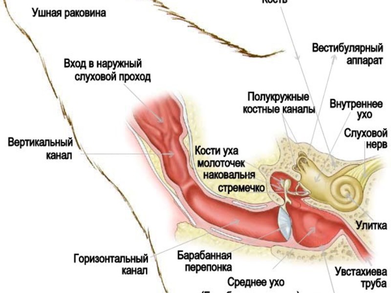 Почему отит у кошки