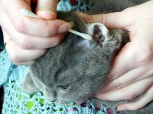 Лечение кошек от отита