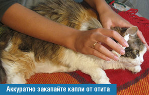 Как вылечить кошку от отита