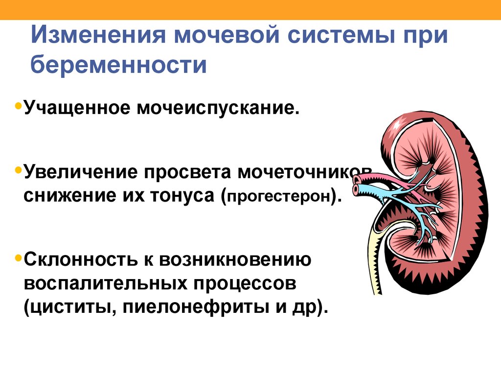Изменения мочевой системы при беременности