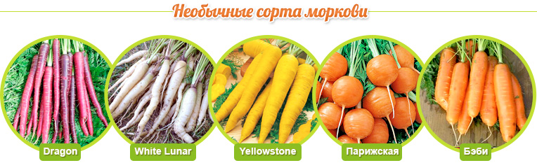 Виды моркови