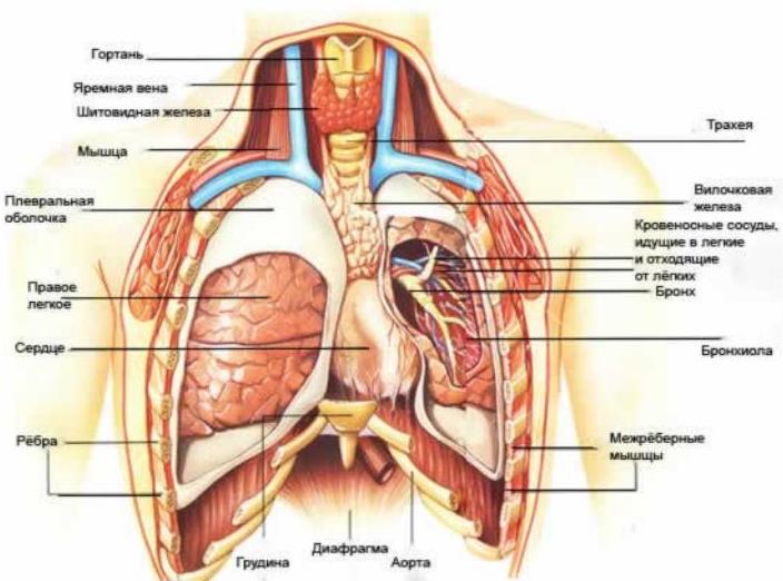 Что может болеть в груди? Изображение 2: Боли в груди - клиника Семейный доктор