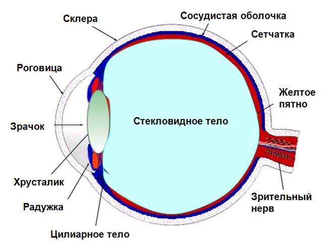 После занятий спортом болит голова и глаз